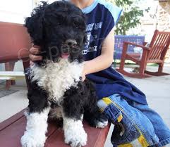 �t��ata portugalsk�ho vodn�ho psa