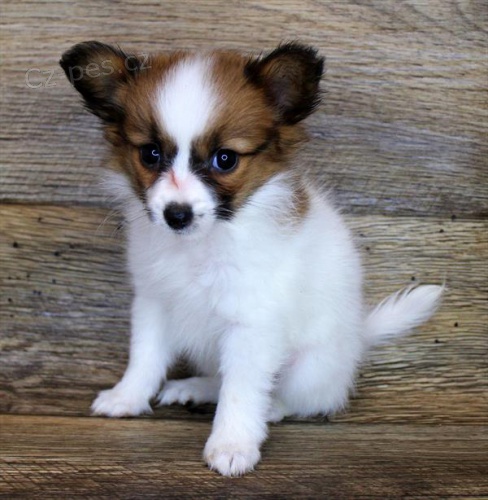 Prod�m �t��ata papillona