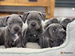 Prod�m �t��ata pitbulla