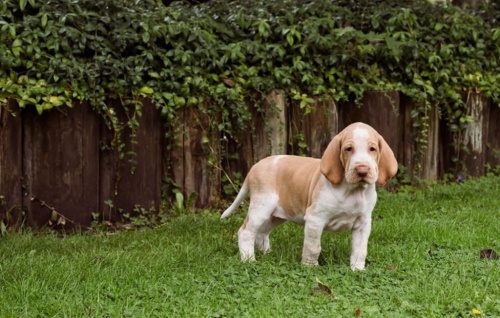 Prod�m �t��ata bi�onka