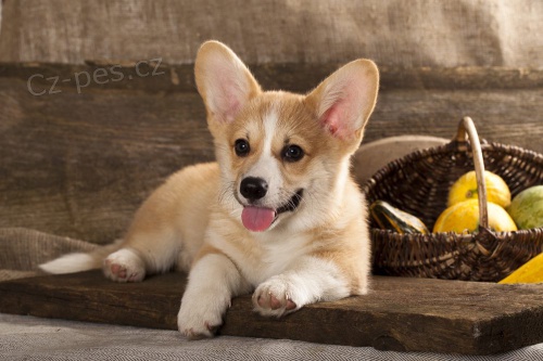 Cardigan �t��ata Welsh Corgi k adopci