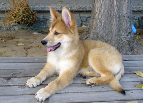 Prod�m �t��ata Carolina Dog