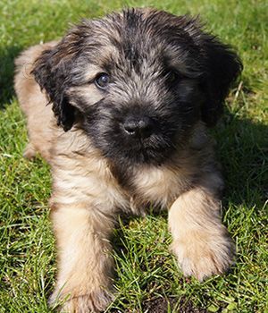 Prod�m �t��ata katal�nsk�ho ov��ka