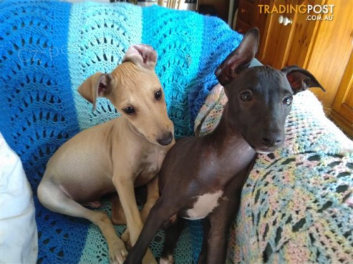 Prod�m �t��ata chrt�