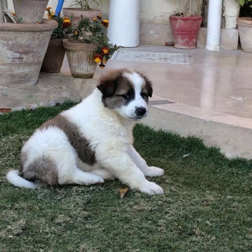 Prod�m �t��ata Kuchi