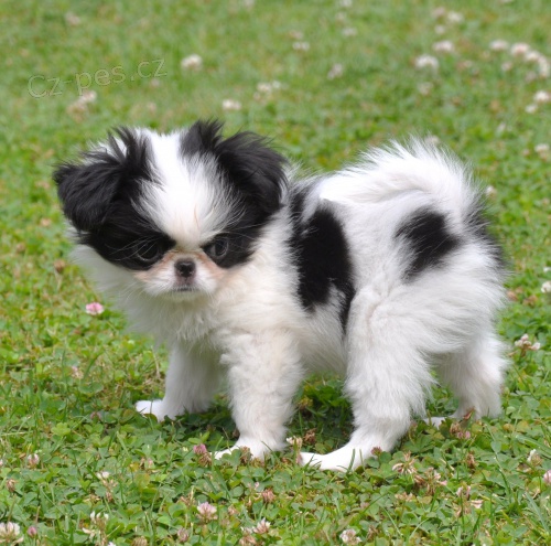 Prod�m �t��ata Japanese Chin