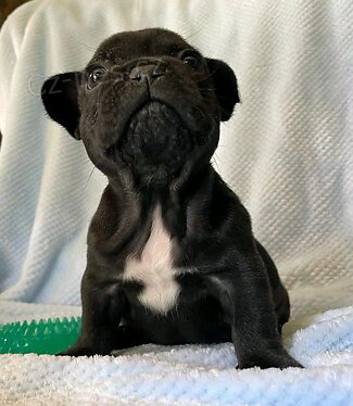 �t��ata francouzsk�ch buldok�.