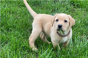 Dv� �t��ata labrador�.