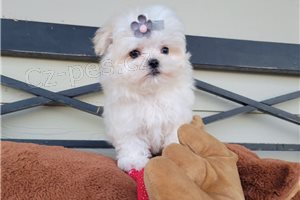 �ist� maltsk� �t��ata.