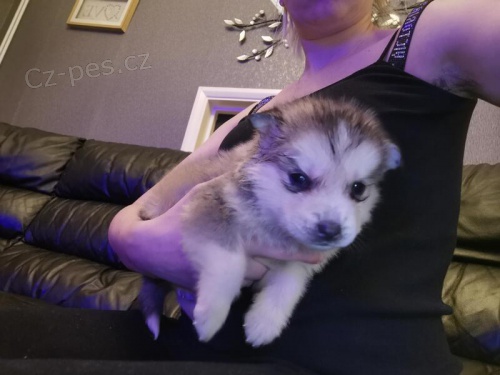 �t��ata sibi�sk�ho husky.