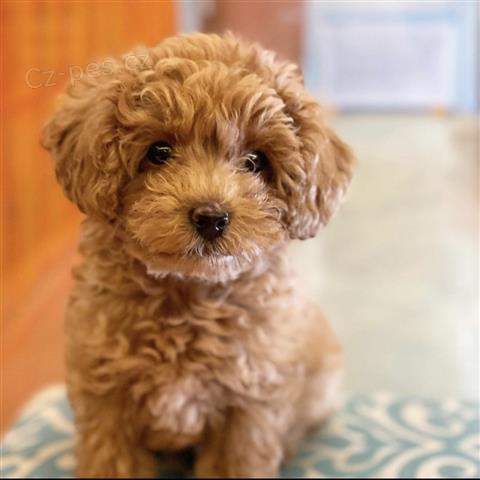 �t��ata pudl�.