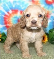 �t��ata kokr�pan�l�.