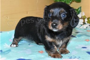 Kr�sn� �t��ata jezev��ka.