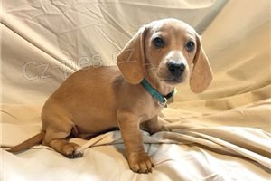 Kr�sn� �t��ata jezev��ka.