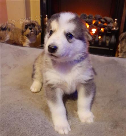 �t��ata sibi�sk�ho husky.