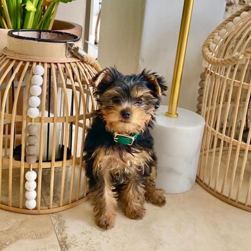 Rozko�n� �ajov� ��lek Yorkie �t��ata.