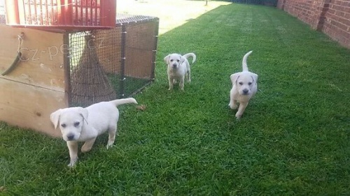 Kvalitn� �t��ata labrador�.