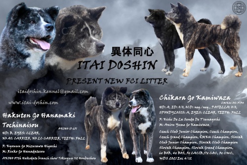 �t���tka Akita inu s PP FCI