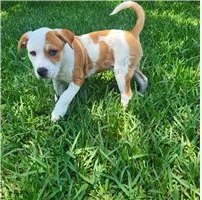 �t��ata staford��rsk�ho bulteri�ra.