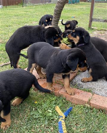 �t��ata rottweiler�.