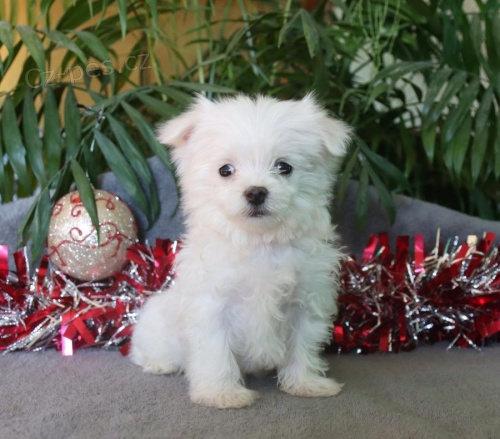 Maltsk� �t��ata.