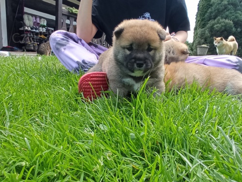 Shiba inu �t��ata bez PP