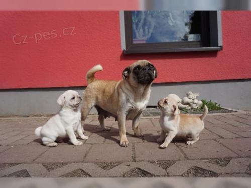 Mops �t��ata
