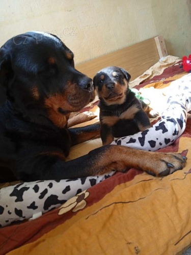 �t��ata Rotvajlera