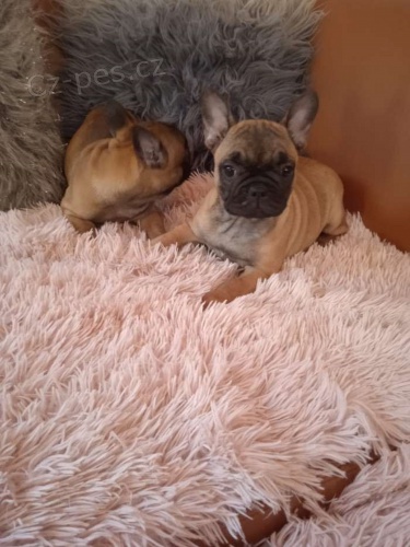 Francouzsk� buldo�ek - �t��ata