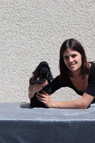 Americk� kokr�pan�l-�t�n�/Am.cocker