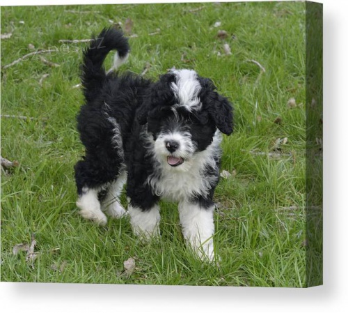 Prod�m �t��ata portugalsk�ho vodn�ho psa.