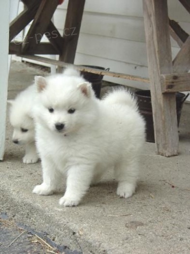 �t��ata samojeda na prodej v m�m okol�.