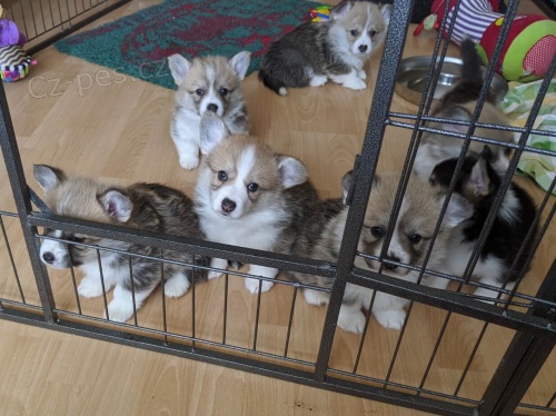 Prod�m �t��ata welsh corgi Pembroke.