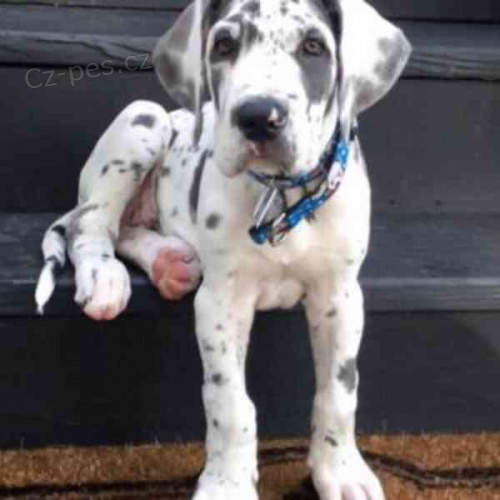 K dispozici �t��ata n�meck� dogy.