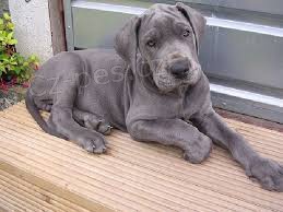 K dispozici �t��ata n�meck� dogy.