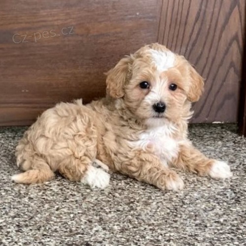 Maltipoo �t��ata dostupn� na prodej.