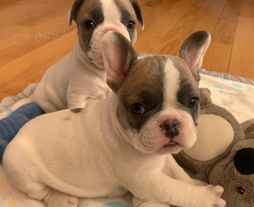 �t��ata francouzsk�ho buldo�ka k adopci.