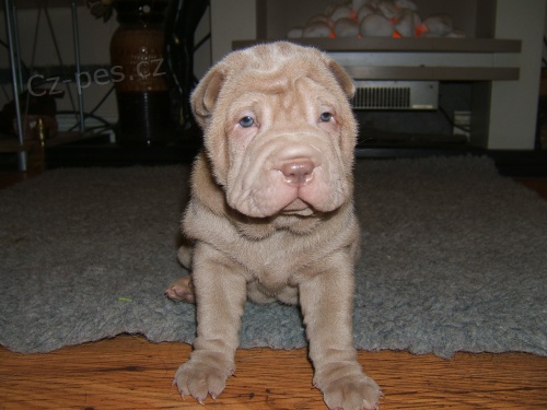 �t��ata Shar pei k adopci