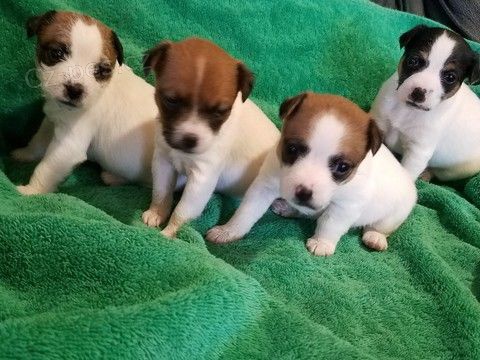 �t��ata Jack russell teri�ra p�ipravena k adopci