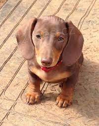 �t��ata jezev��ka p�ipravena k prodeji