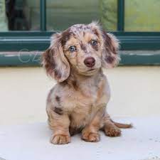 �t��ata jezev��ka p�ipravena k prodeji