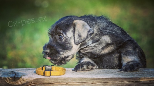 Kn�ra� st�edn� pep� a s�l - �t�n� s PP