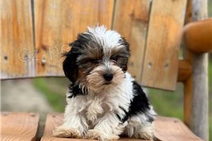 Kr�sn� Yorkshirsk� �t���tka.