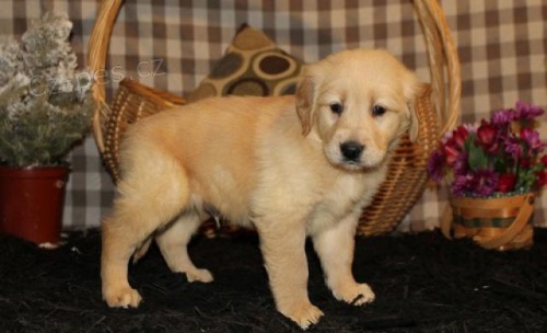 Kr�sn� �t��ata zlat�ch retr�vr�.