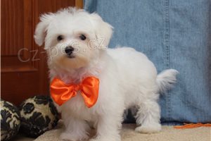 Rozko�n� maltsk� �t��ata.