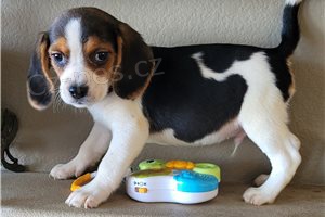 Ohromuj�c� �t��ata Beagle.