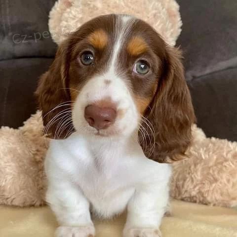 Prod�m zdrav� trpasli�� dlouhosrst� �t��ata jezev��k�