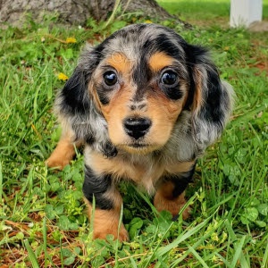 Prod�m zdrav� trpasli�� dlouhosrst� �t��ata jezev��k�