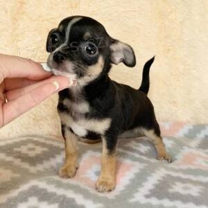 �t��ata �ivavy k adopci