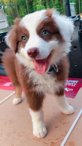 Prod�m �t��ata border kolie